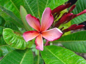 Richard Criley Dwarf Rainbow plumeria
