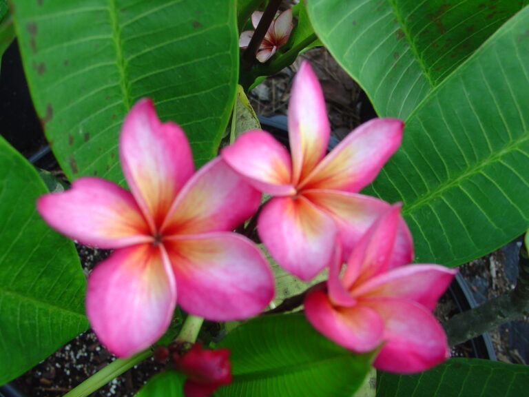 Rio plumeria photo