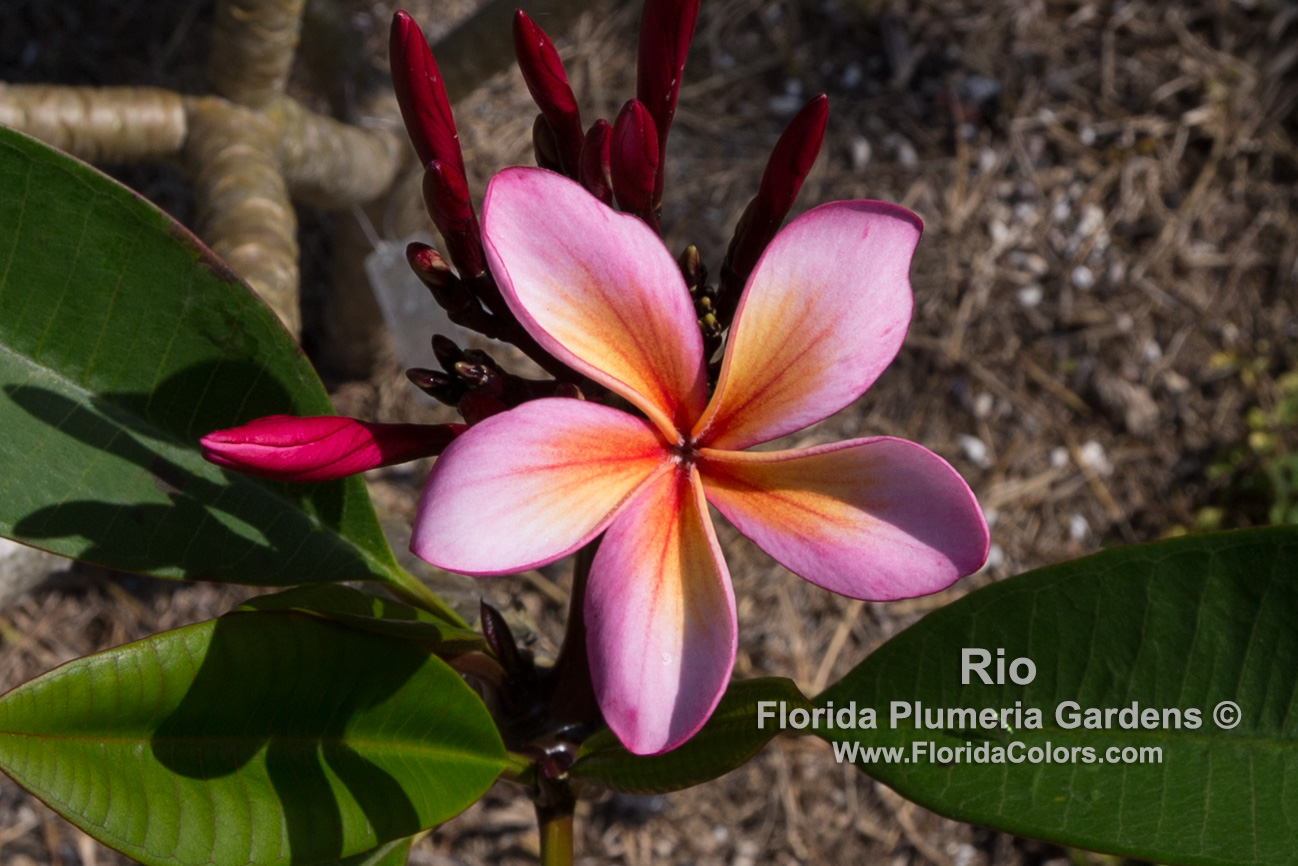 Rio plumeria photo