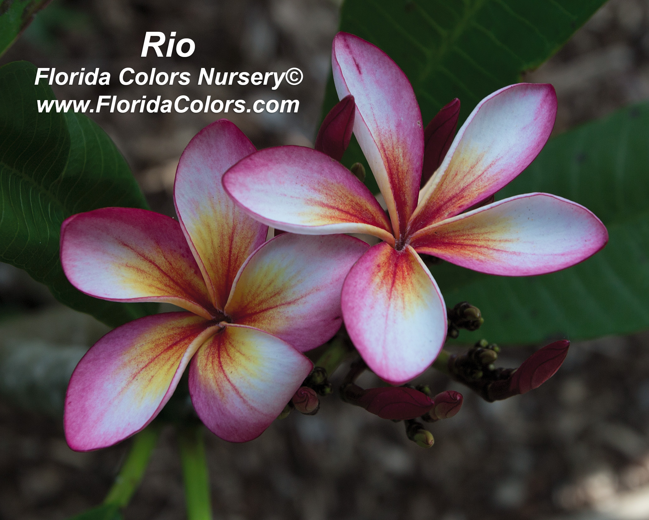 Rio plumeria photo