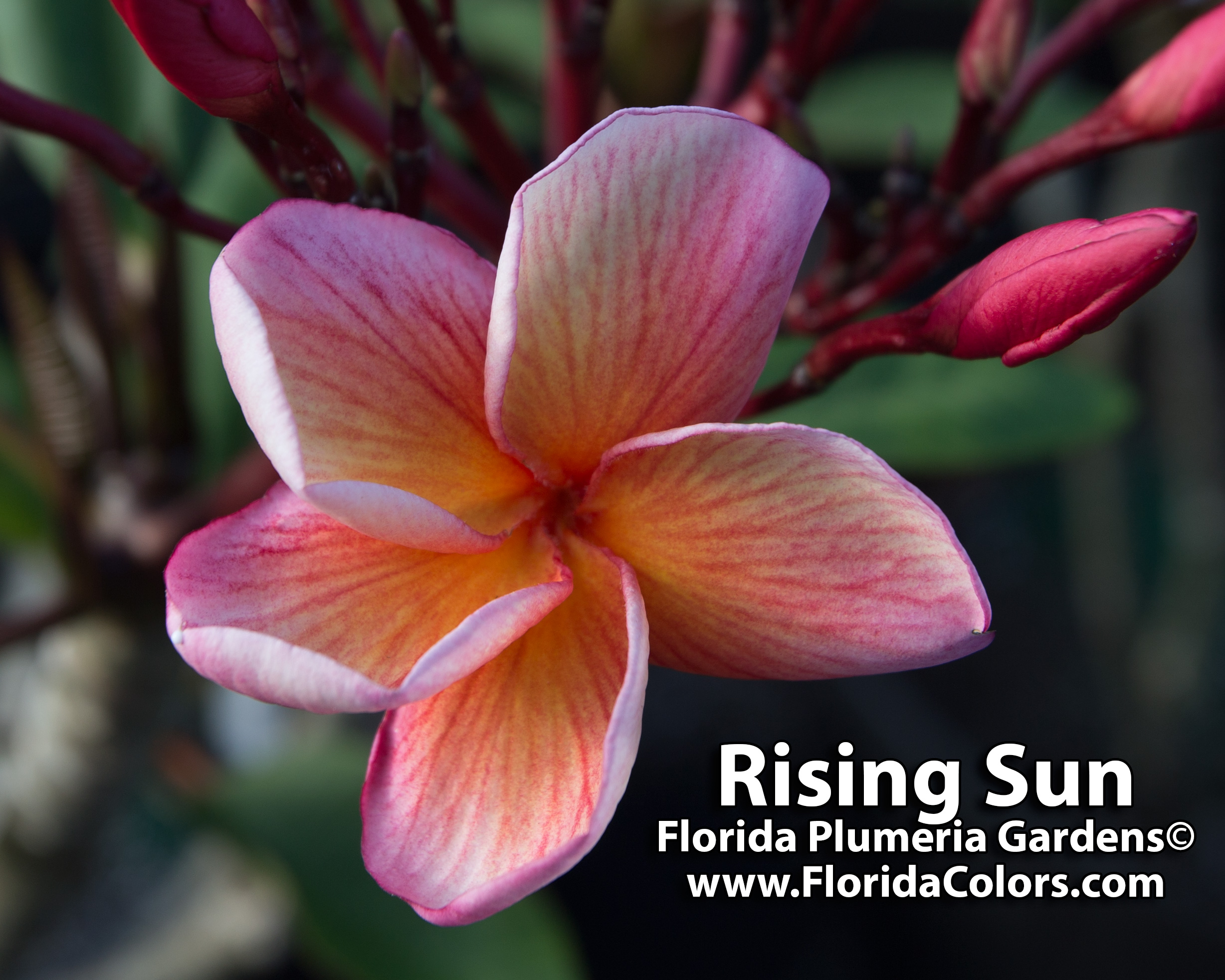 Rising Sun plumeria photo