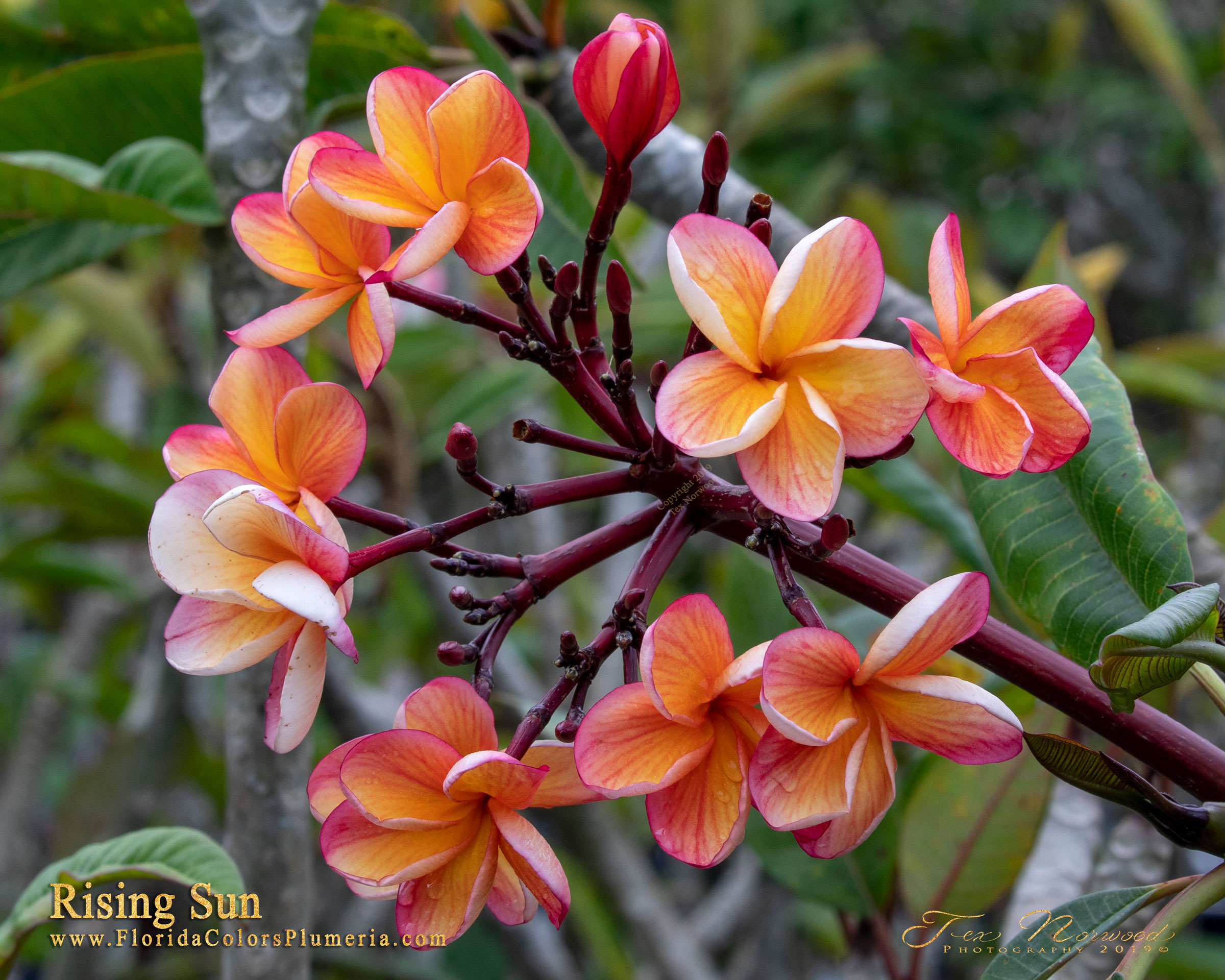 Rising Sun plumeria photo