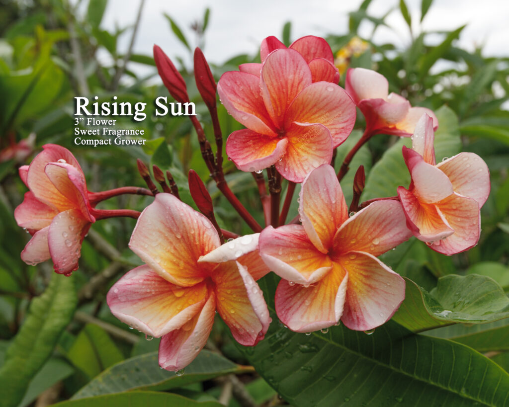 Rising Sun plumeria photo