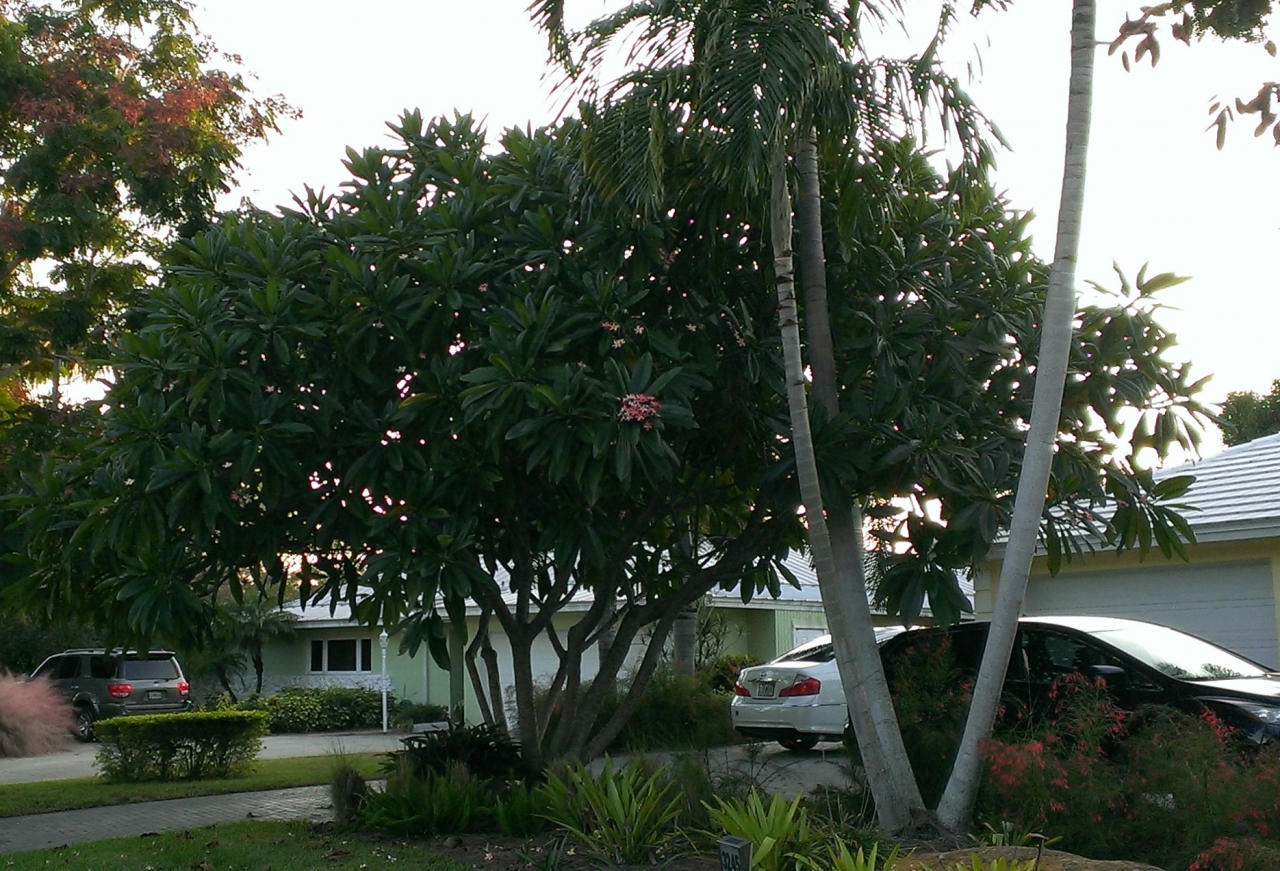 Riviera Rainbow plumeria photo