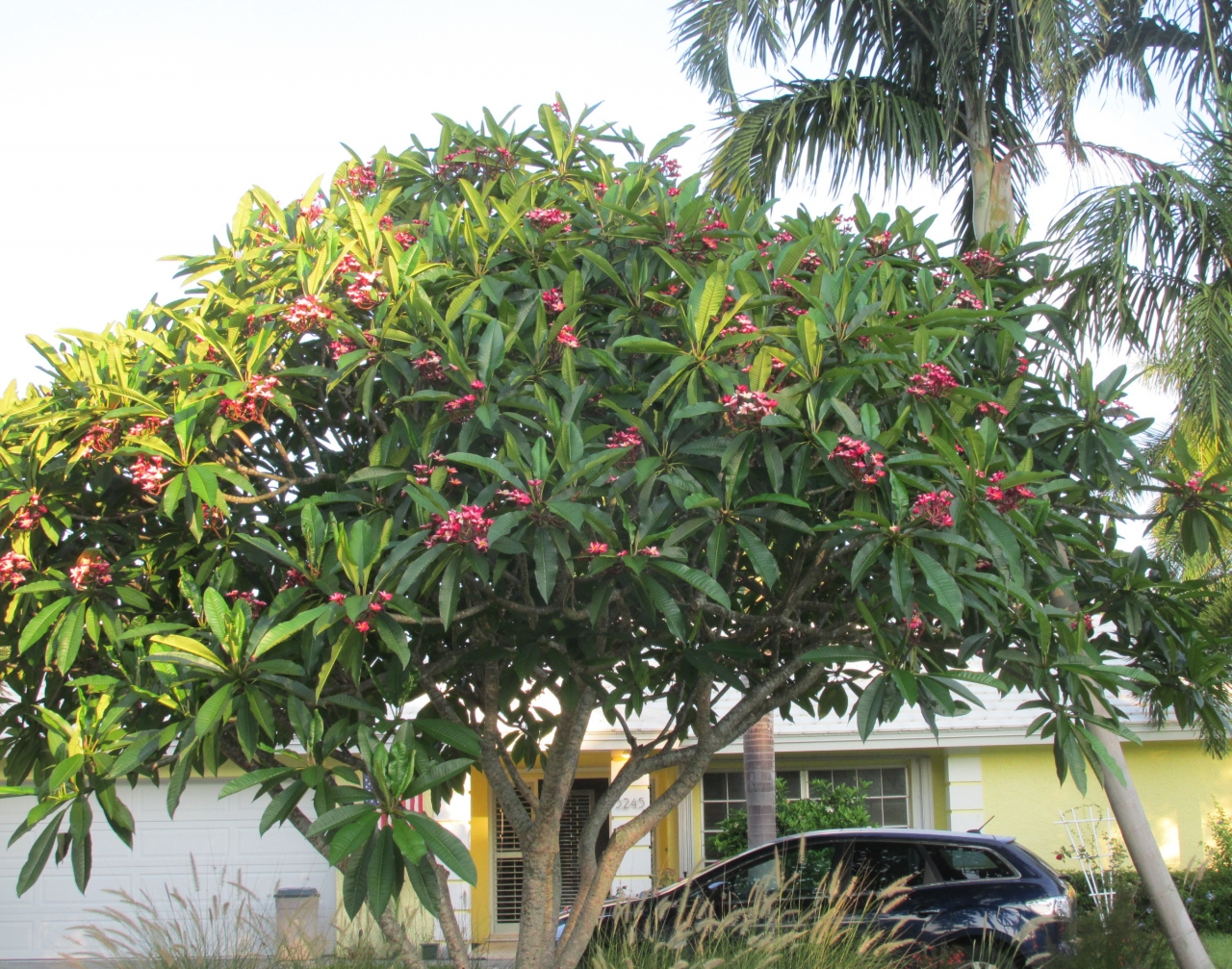 Riviera Rainbow plumeria photo