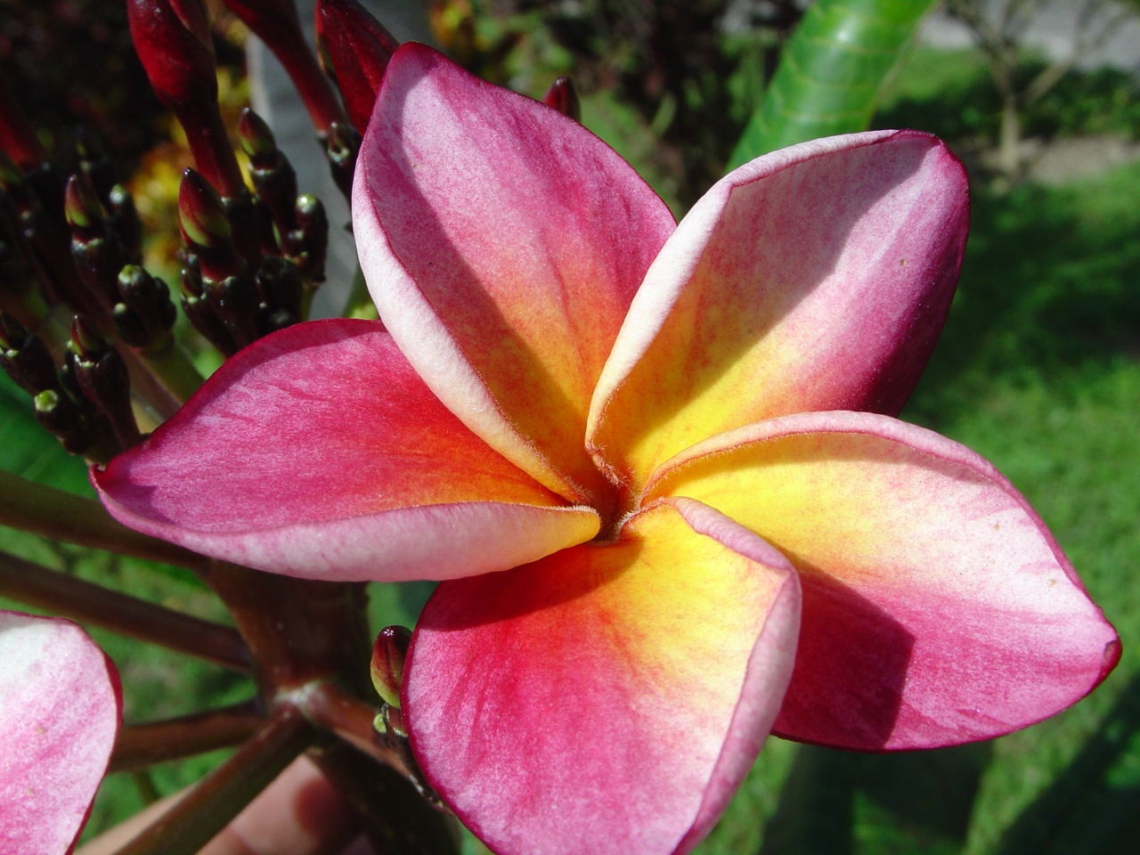 Riviera Rainbow plumeria photo