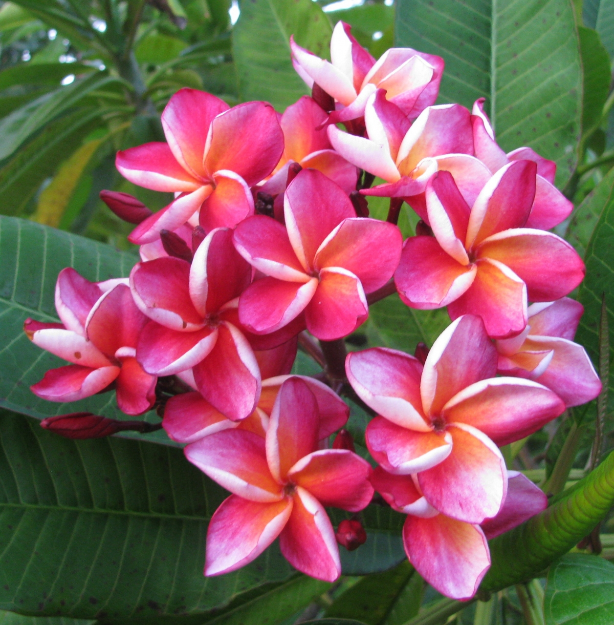 Riviera Rainbow plumeria photo