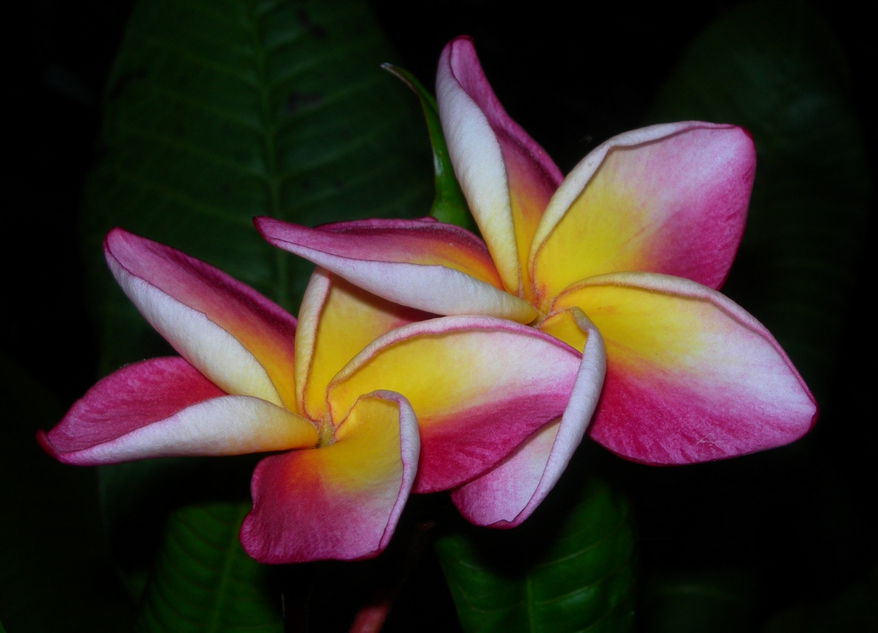 Riviera Rainbow plumeria photo