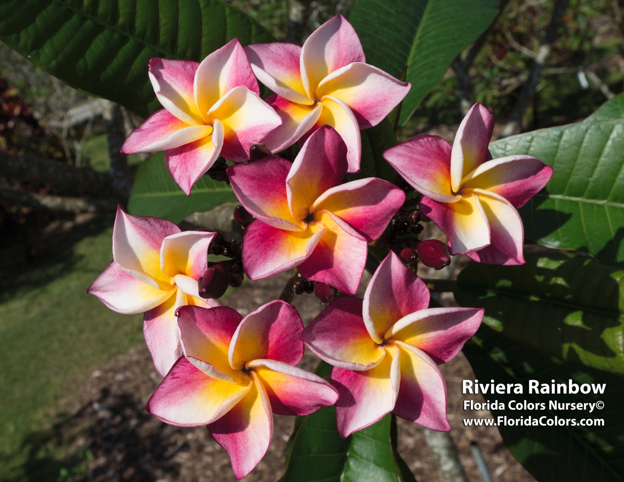 Riviera Rainbow plumeria photo