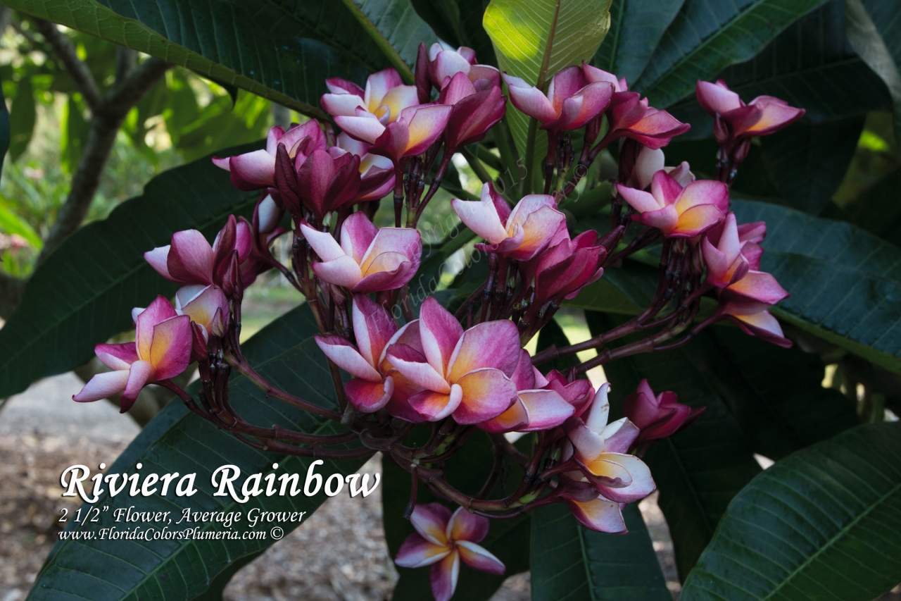 Riviera Rainbow plumeria photo