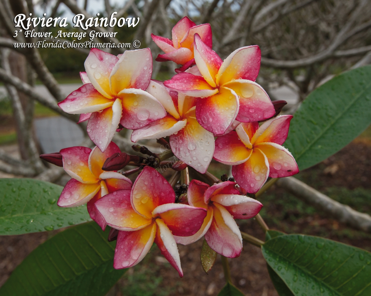 Riviera Rainbow plumeria photo