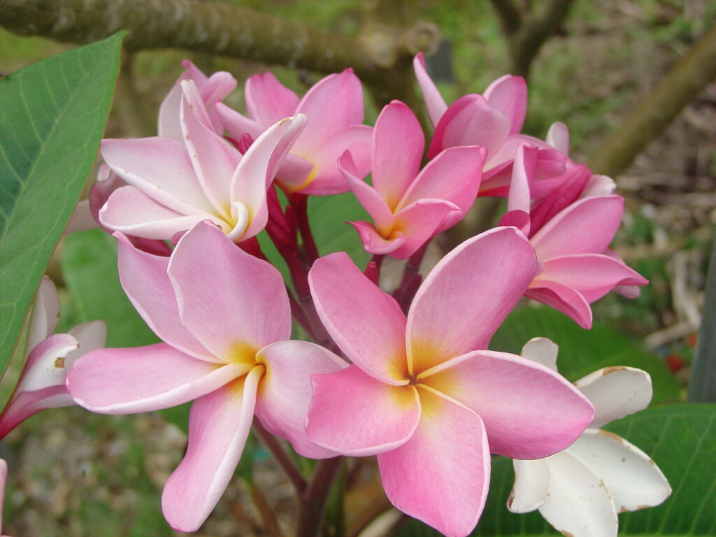 Roberta Ludick plumeria photo