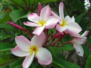 Roberta Ludick plumeria photo