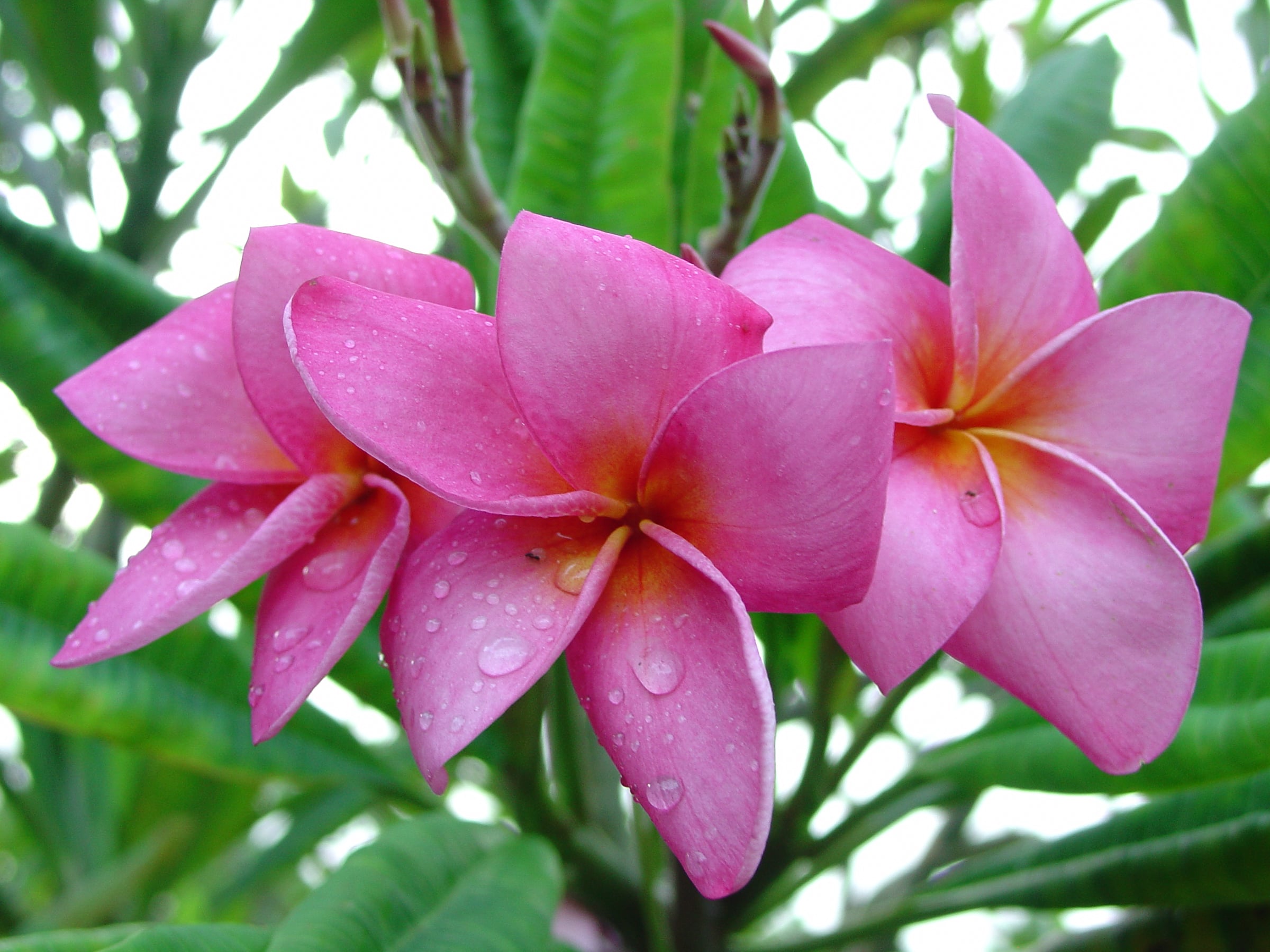 Rosa Elegante plumeria photo by Tex Norwood