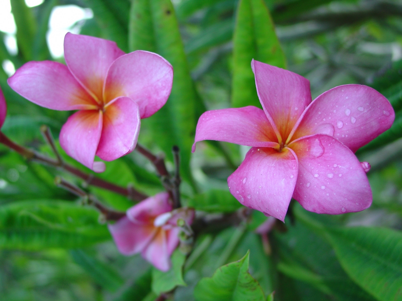 Rosa Elegante plumeria photo