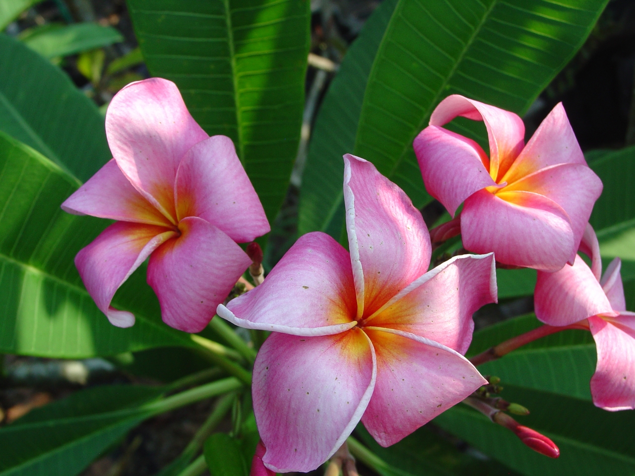 Rosa Elegante plumeria photo