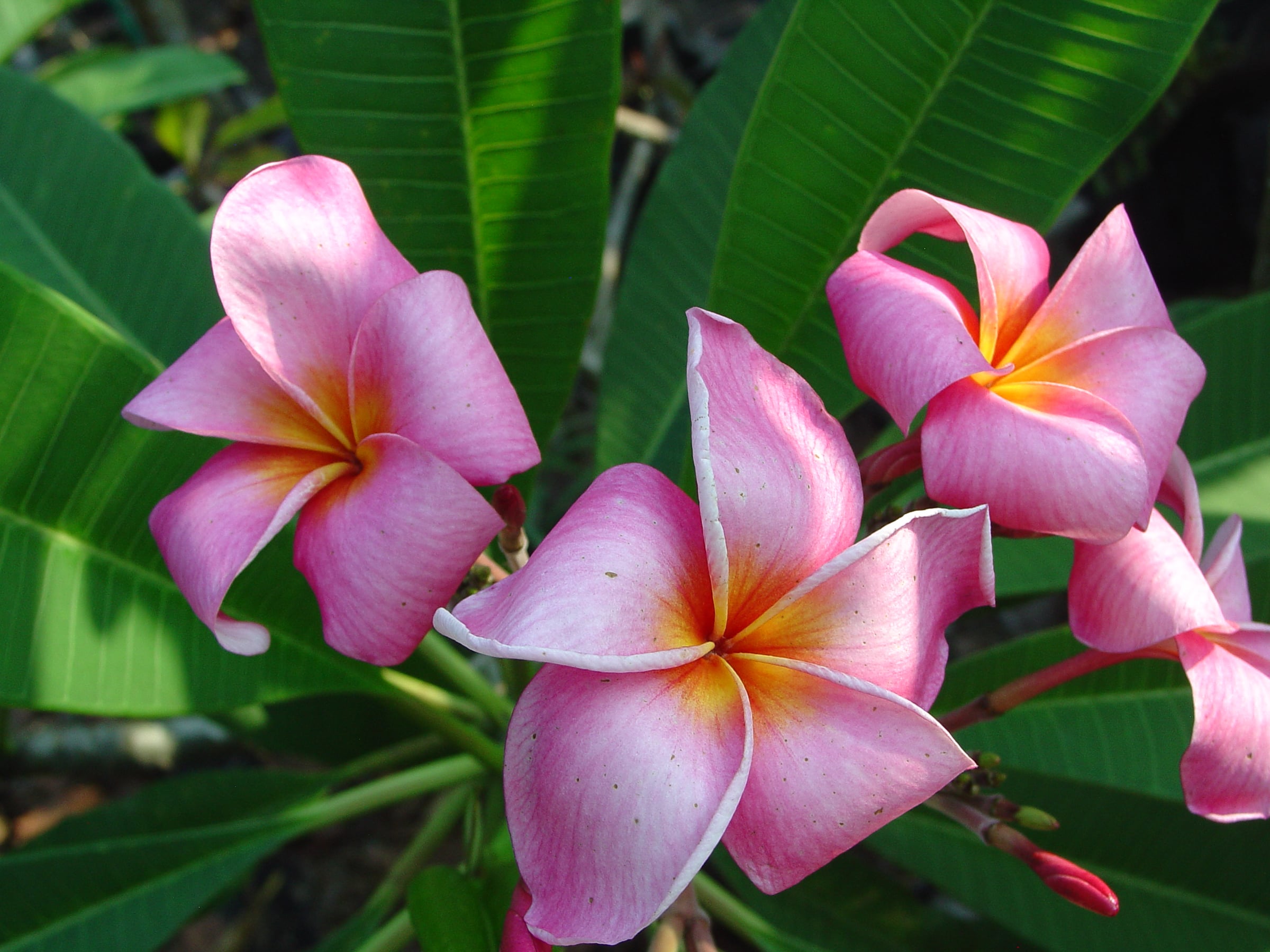 Rosa Elegante plumeria photo
