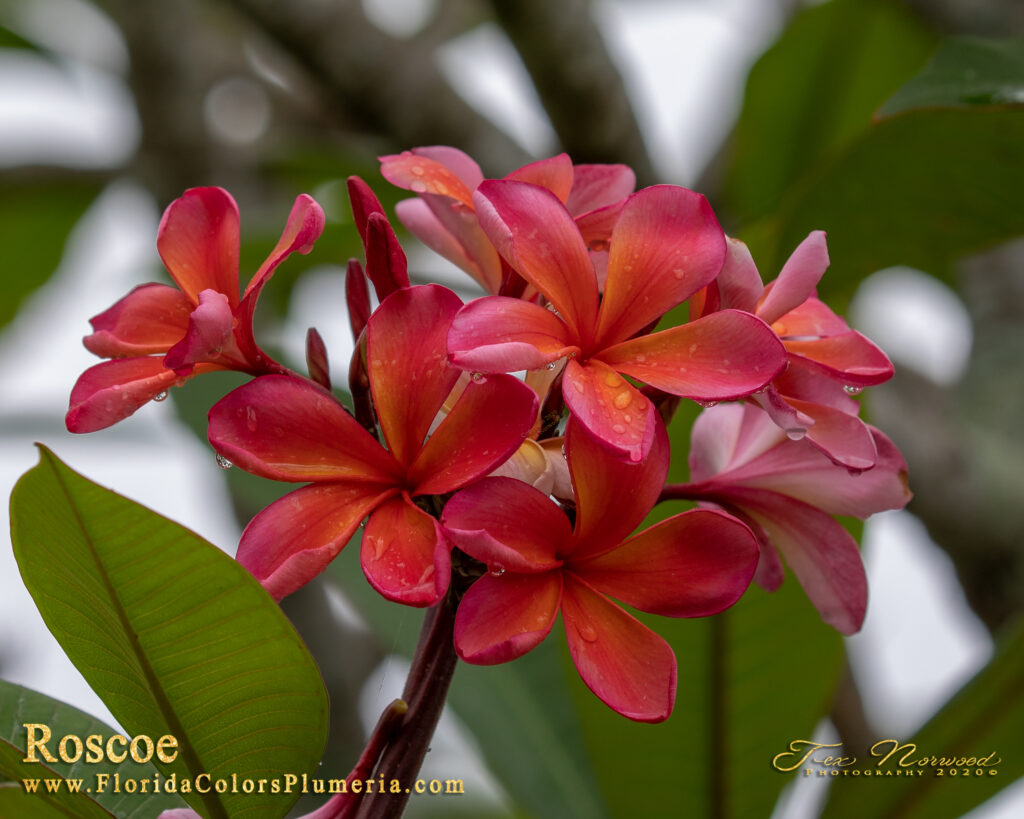Roscoe plumeria photo