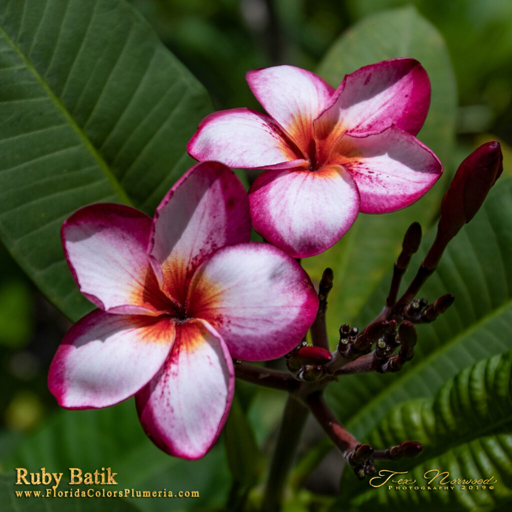 Ruby Batik plumeria photo