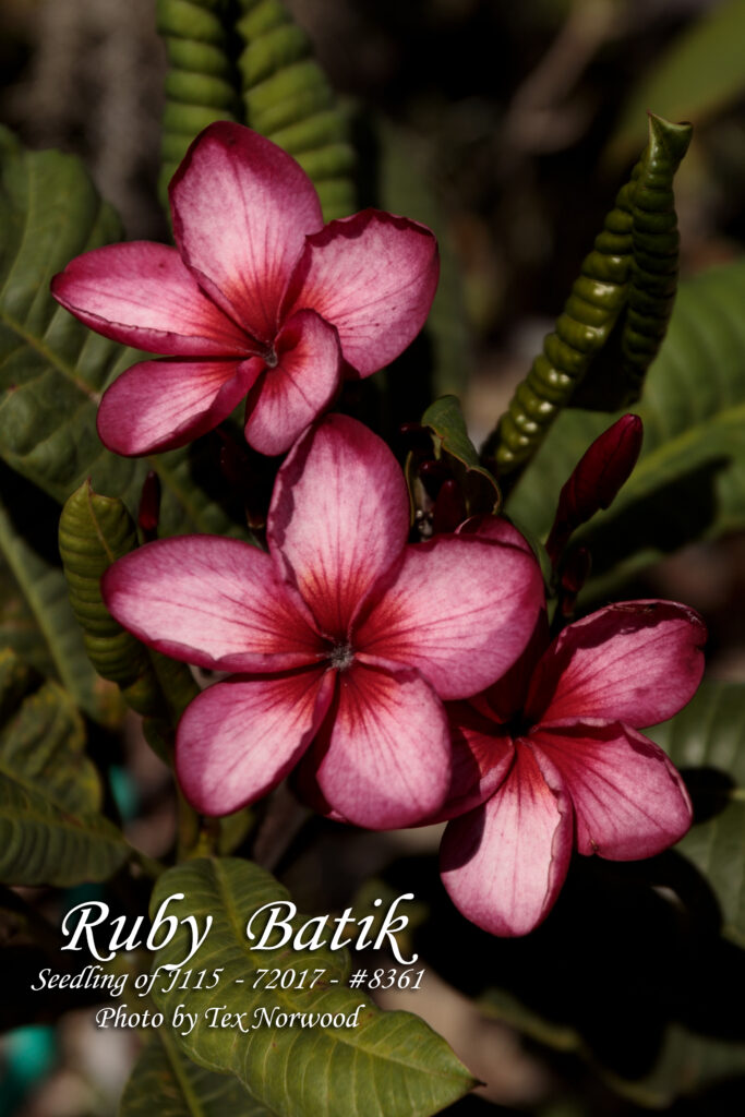 Ruby Batik plumeria photo
