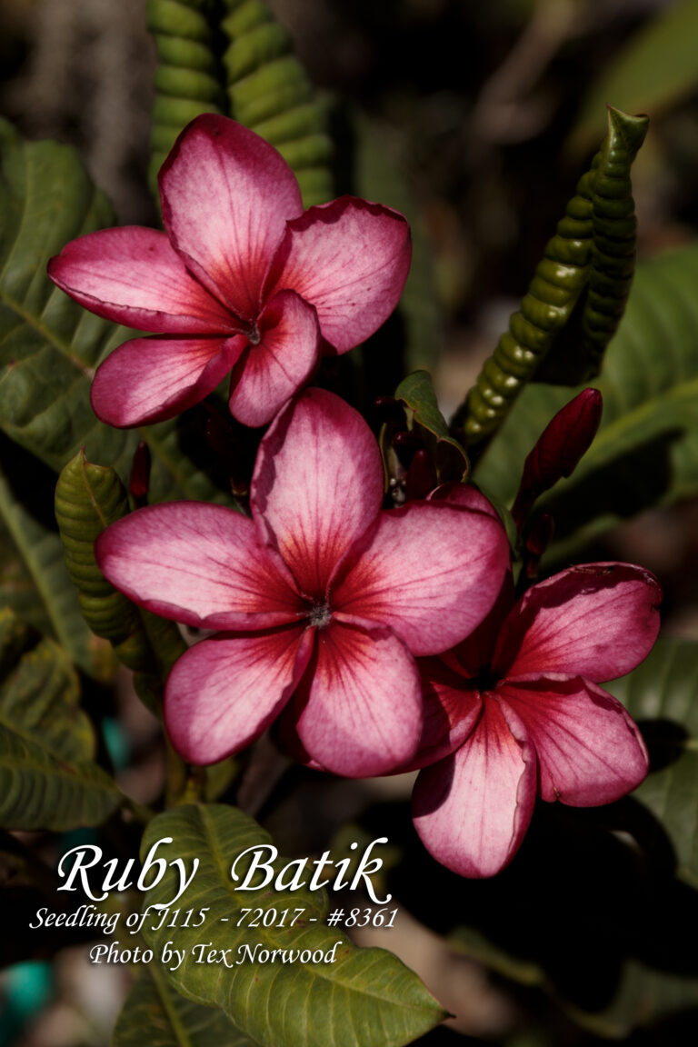 Ruby Batik plumeria photo