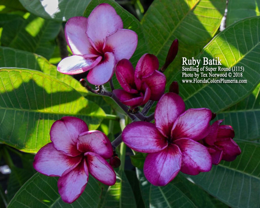 Ruby Batik plumeria photo