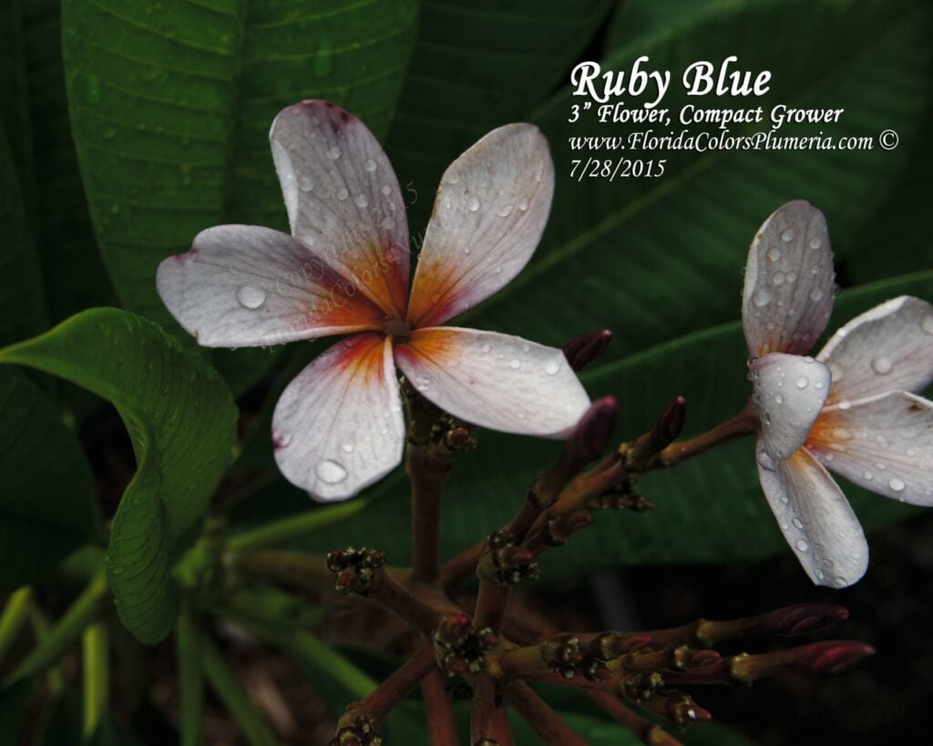 Ruby Blue plumeria photo