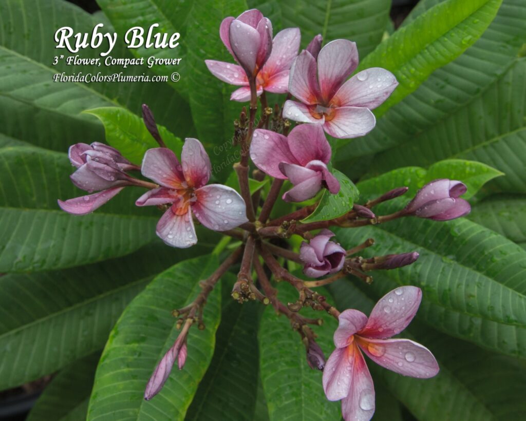 Ruby Blue plumeria photo