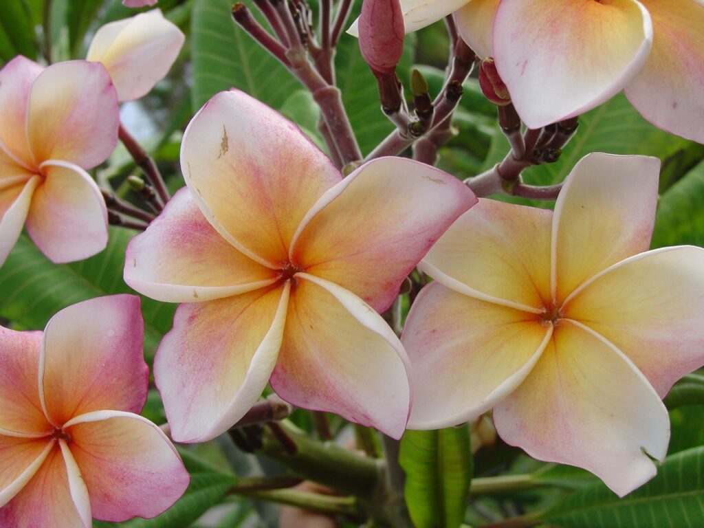 JJ Carnival – Salmon Jack plumeria photo