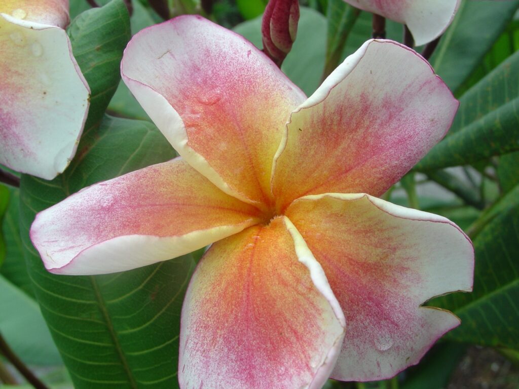 JJ Carnival – Salmon Jack plumeria photo