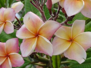 JJ Carnival &ndash; Salmon Jack plumeria