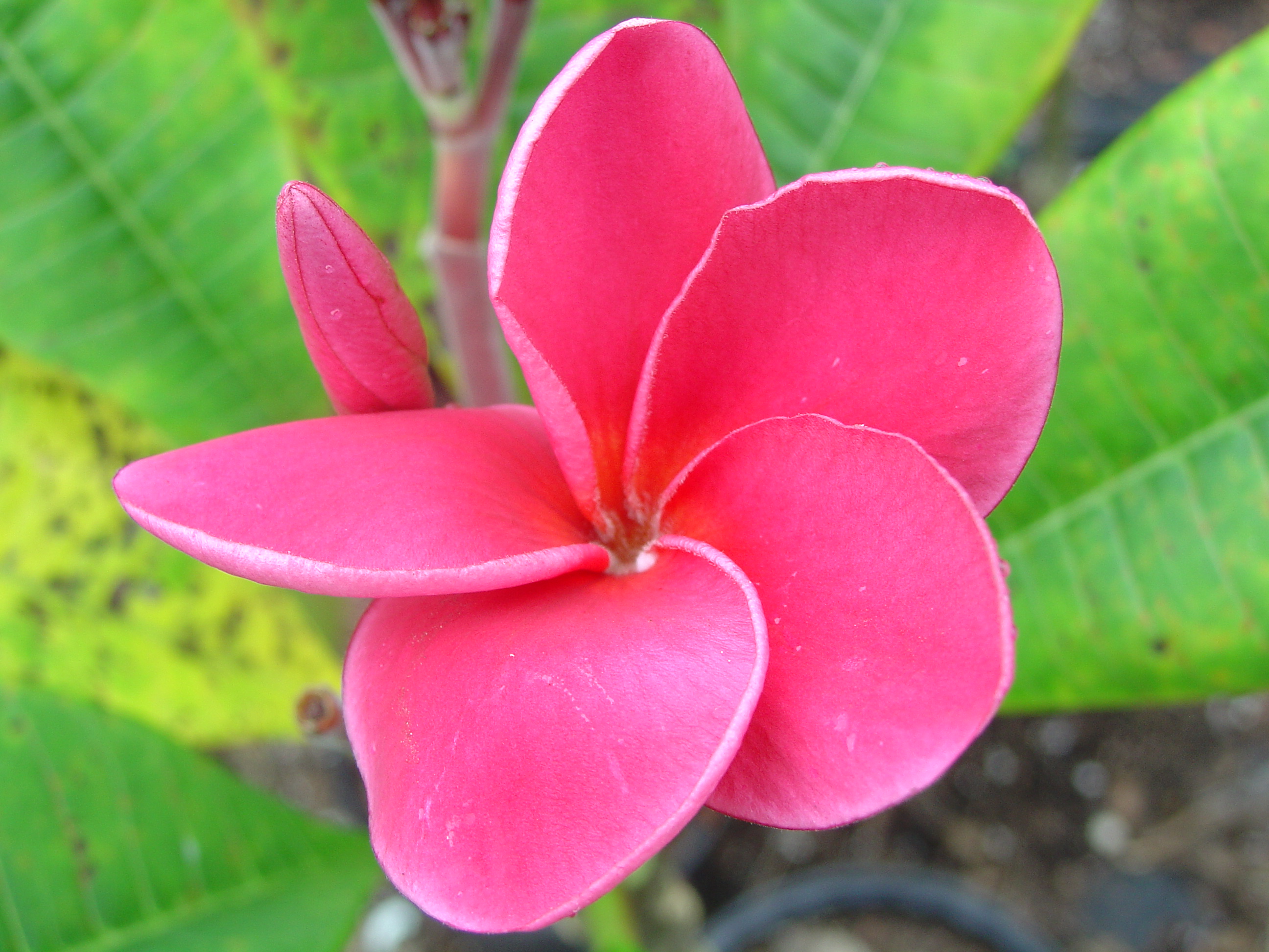 Sexy Pink plumeria photo