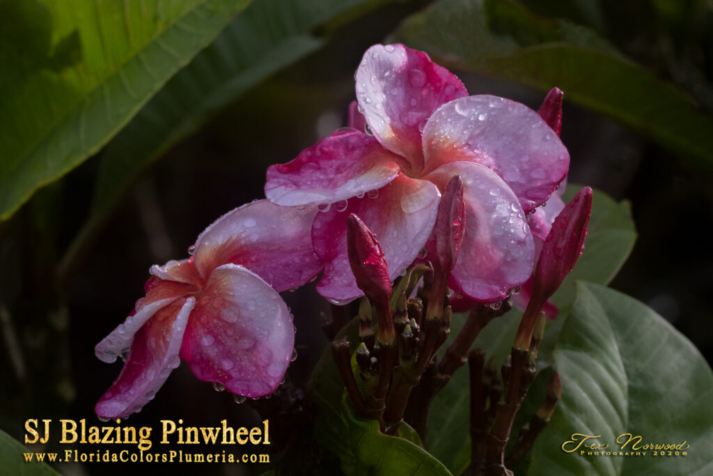 Blazing Pinwheel plumeria photo