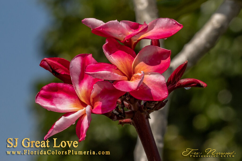 Great Love plumeria photo