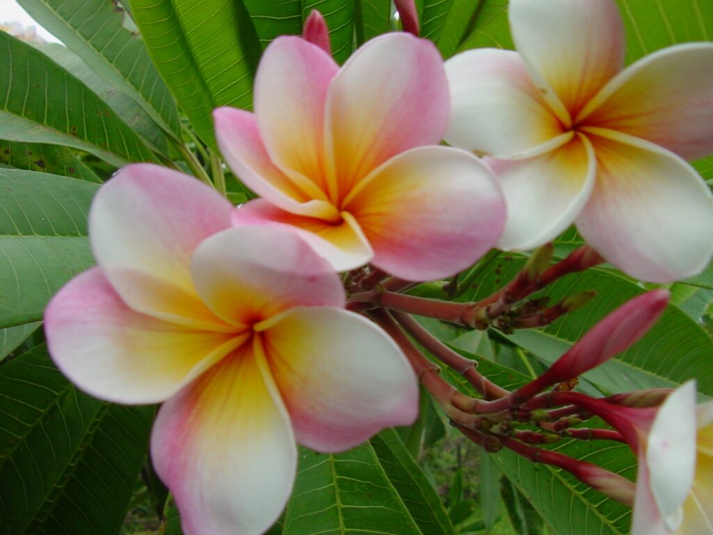 Sondra B plumeria photo
