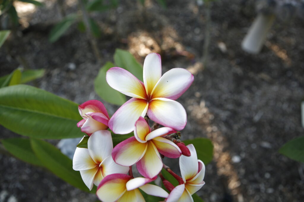 Saigon Moon plumeria photo