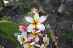 Saigon Moon plumeria