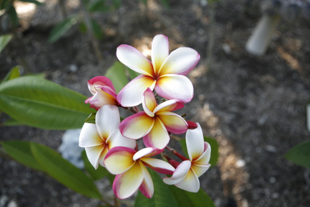 Saigon Moon plumeria photo