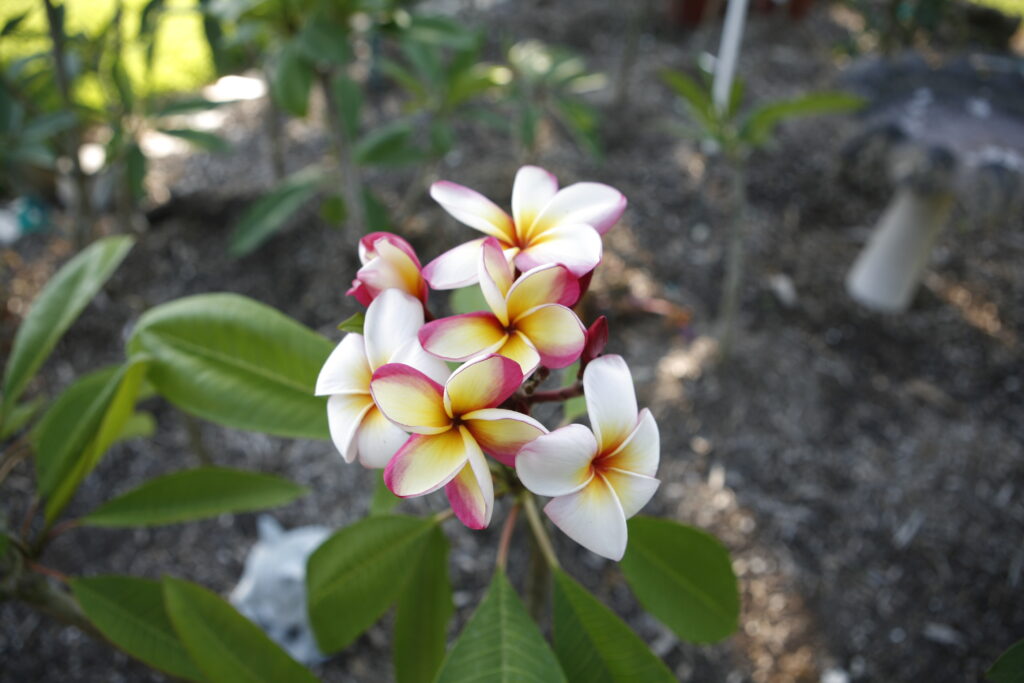 Saigon Moon plumeria photo