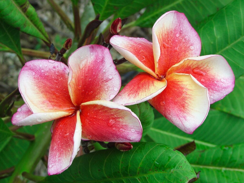 JJ Carnival – Salmon Jack plumeria photo
