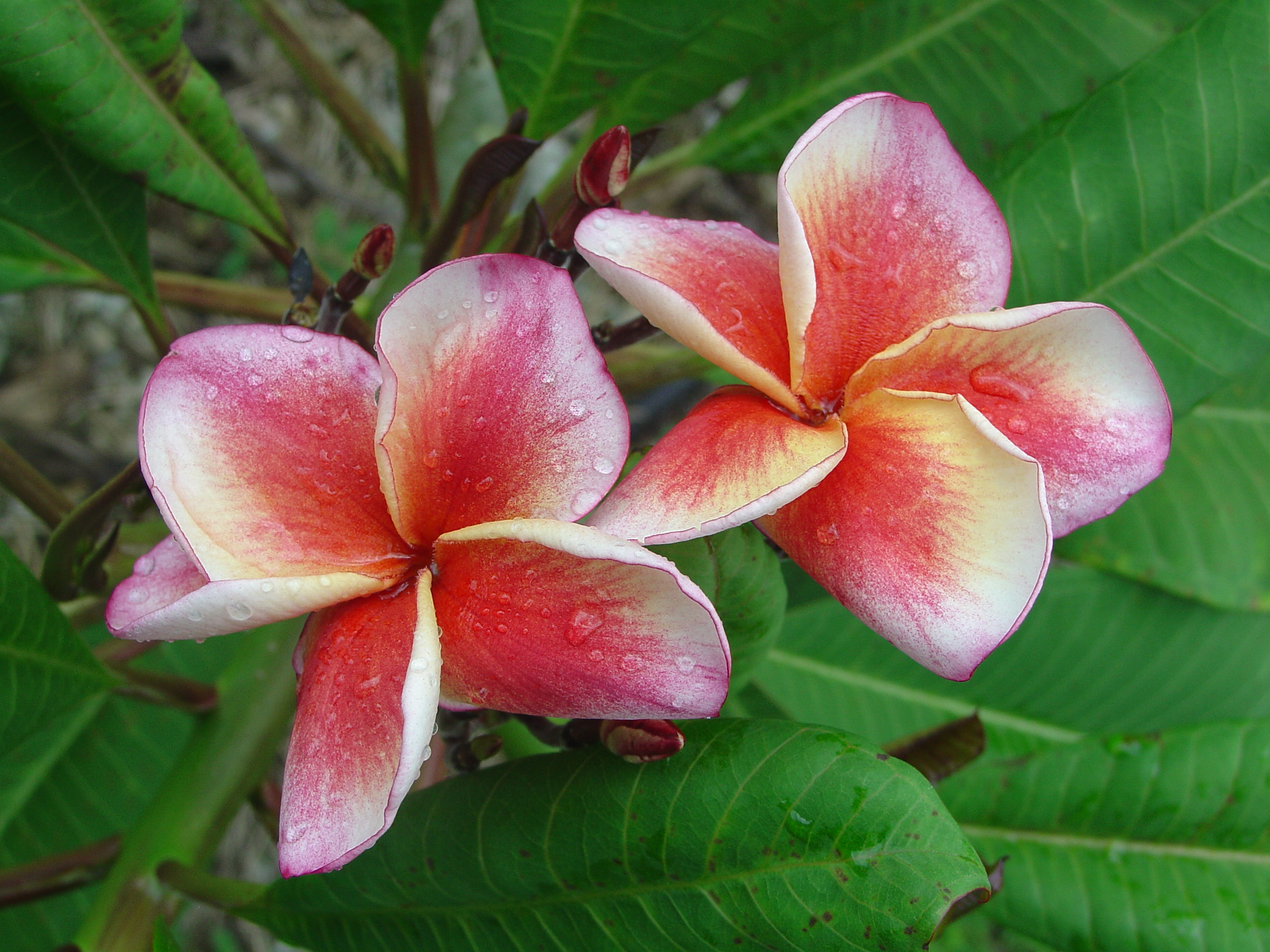 Salmon plumeria photo