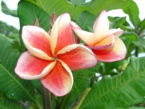 JJ Carnival - Salmon Jack plumeria photo