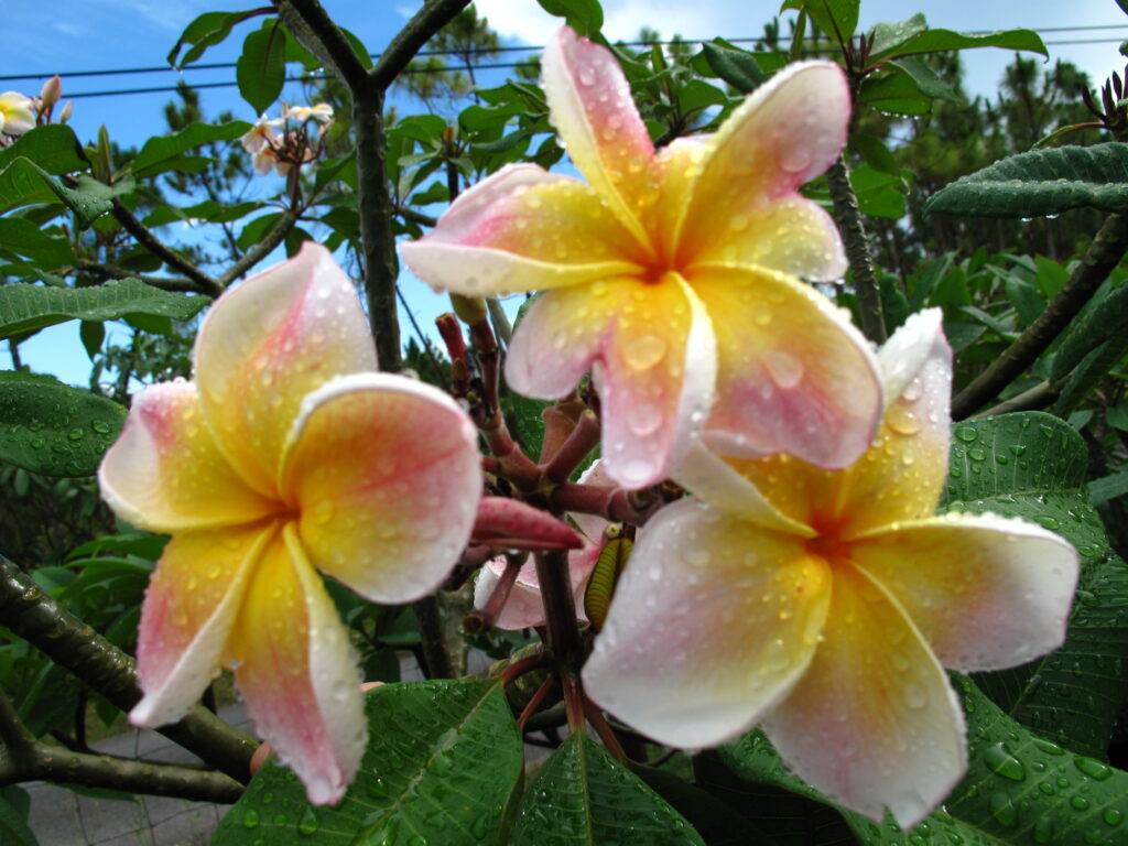 Salmon Jack JJ plumeria photo