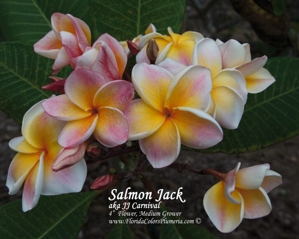 JJ Carnival – Salmon Jack plumeria photo
