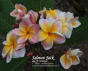 JJ Carnival - Salmon Jack plumeria photo