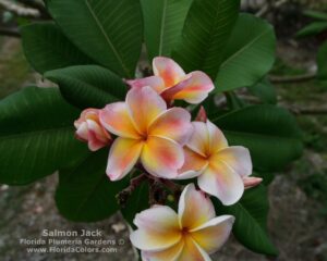 JJ Carnival - Salmon Jack plumeria photo