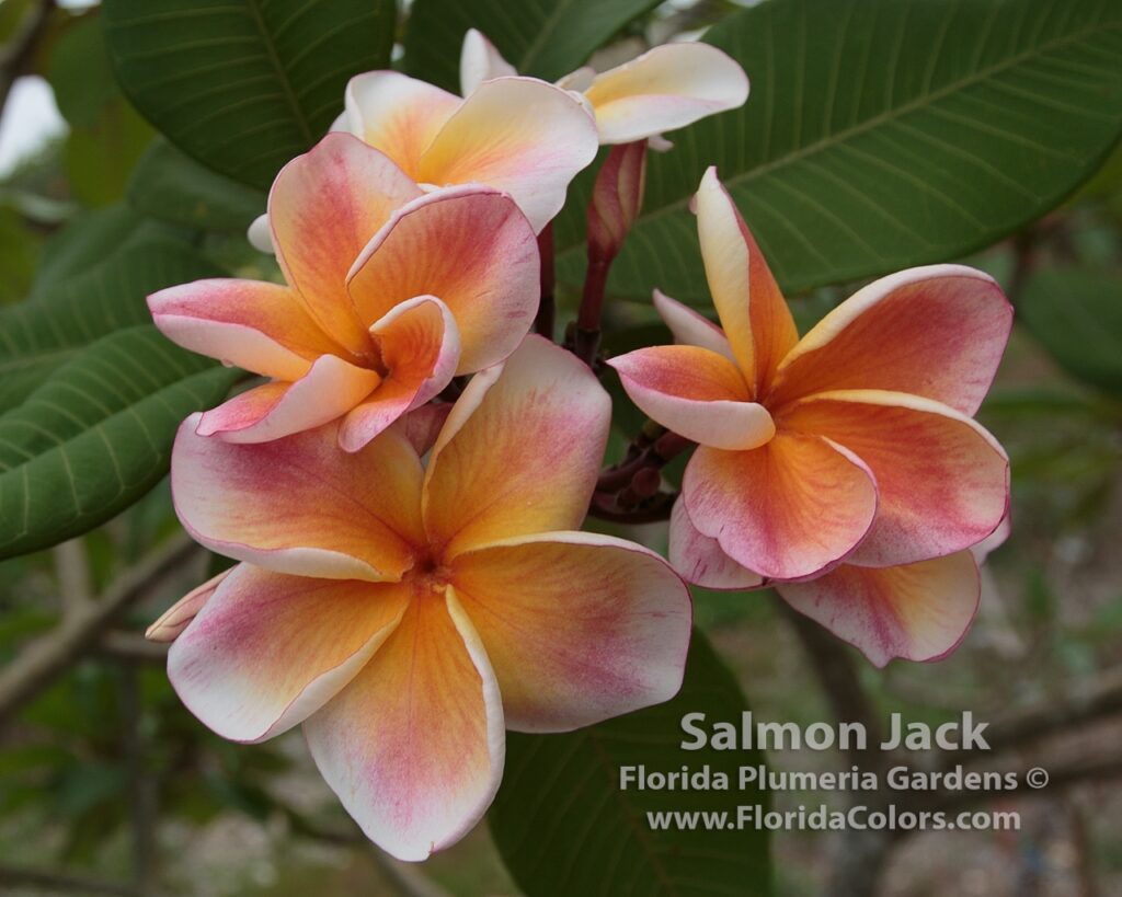 JJ Carnival – Salmon Jack plumeria photo