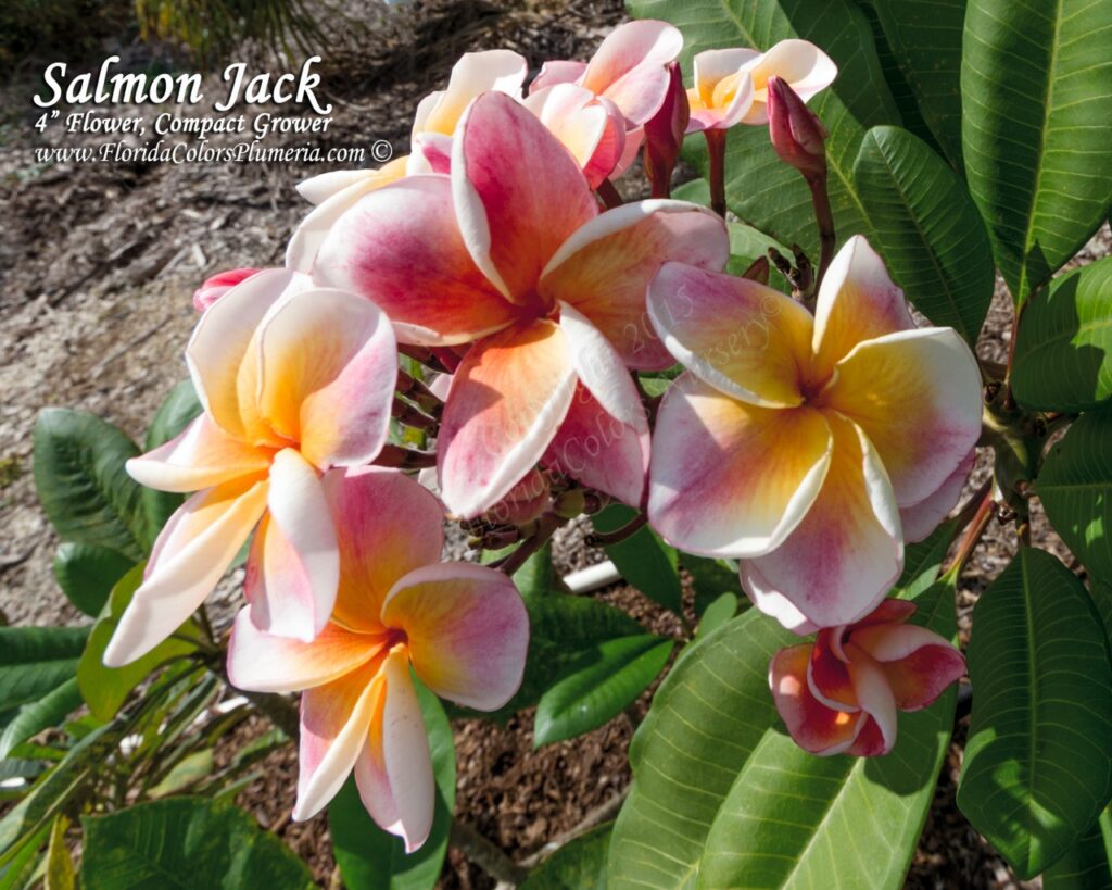 JJ Carnival – Salmon Jack plumeria photo