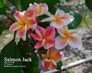 Salmon Jack JJ plumeria photo