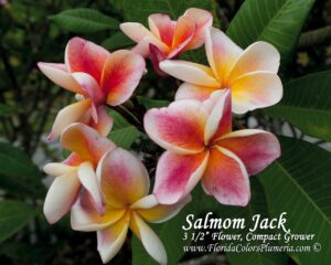 JJ Carnival - Salmon Jack plumeria photo